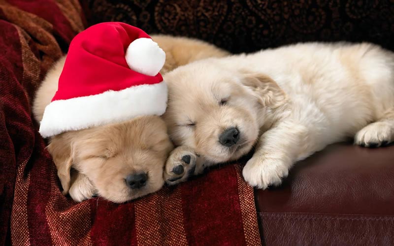 Image de Noël:Chiens de Noël