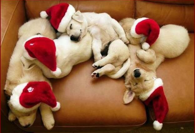 Image de Noël: Chiens Noël