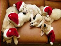 Chiens Noël